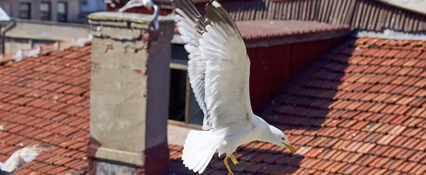 Residential Chimney Animal Removal Solution in Laguna Hills, CA